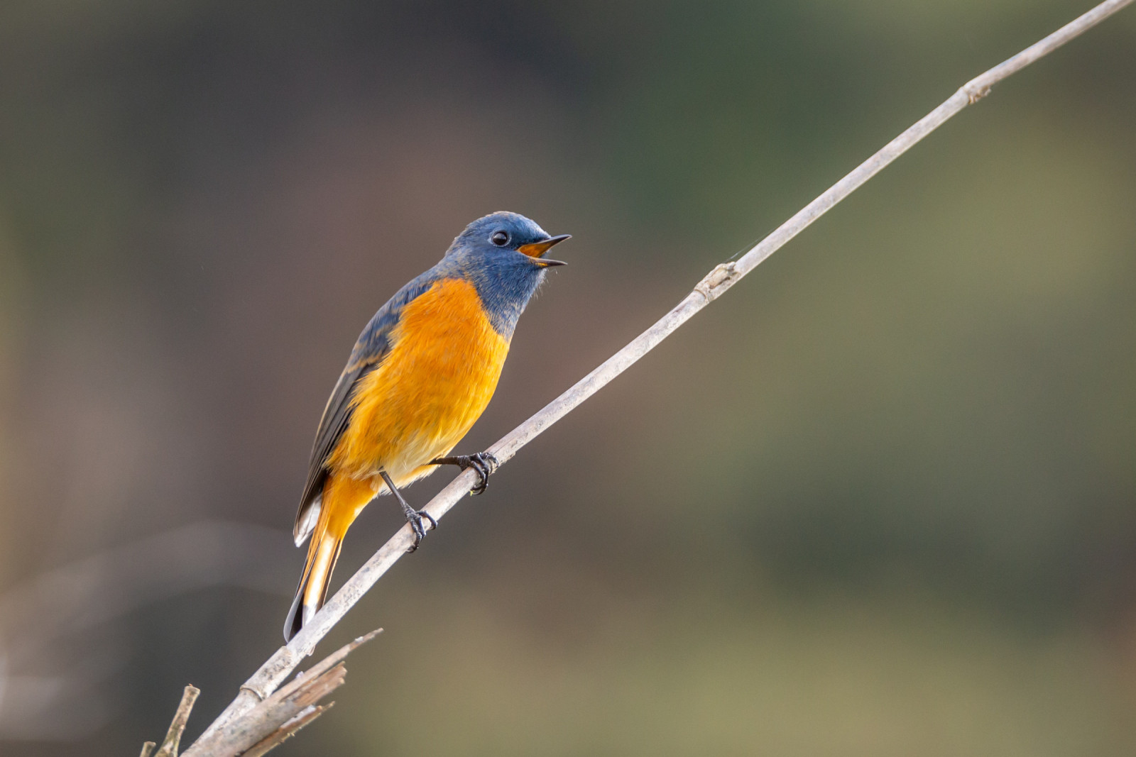 image Blue-fronted Redstart